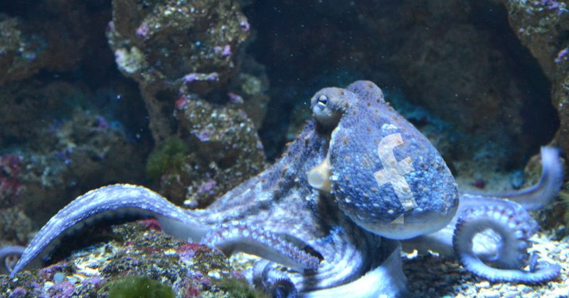 Ein Oktopus schiebt sich im Aquarium über einen Stein; auf seinem Kopf zeichnet sich hell ein f-förmiges Muster ab.